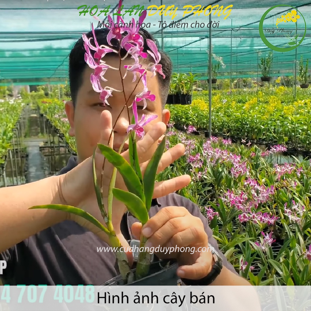 DENDRO NẮNG - TRE TÍM - Bán nguyên chậu,  hương thơm rất đặc sắc, nó có đặc điểm nhận dạng thú vị mặt hoa tinh tế thơm d