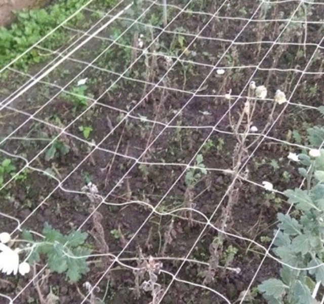 Lưới làm giàn cho cây leo nhiều kích cỡ