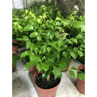 Cây Hạnh Phúc ( chưa bao gồm chậu )