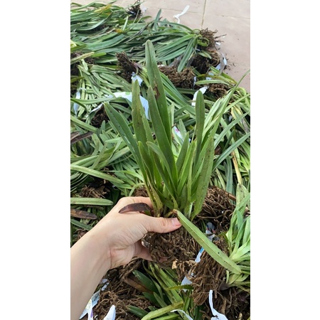 LAN HÀI COCCI ĐANG RA HOA 1 Chậu