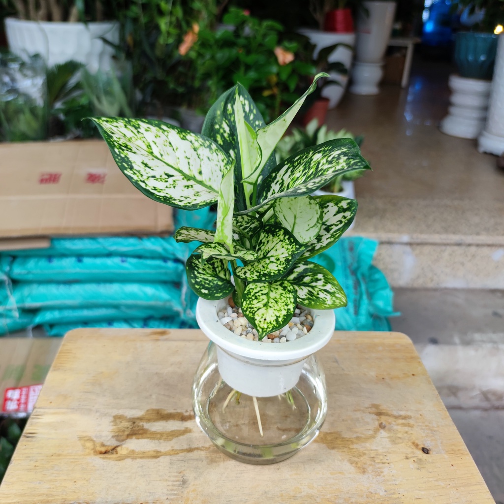 Cây ngọc ngân thủy sinh kèm chậu thủy tinh cao cấp cao 25-30cm cây nội thất phong thủy