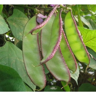 10 hạt đậu ván