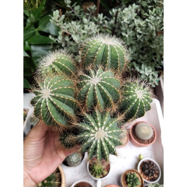 Xương rồng khế bụi