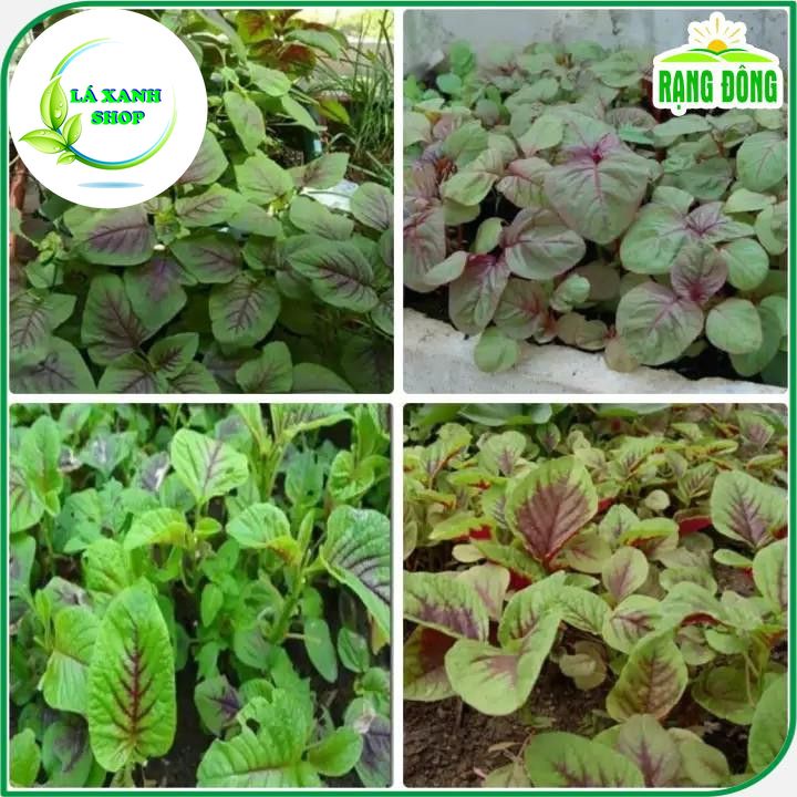 Hạt giống Rau Dền Ba Màu Dễ Chăm Sóc, Trồng Quanh Năm (gói 20 gram) - Hạt giống Rạng Đông