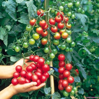 Hạt giống cà chua mini hoa quả Know You Se.ed_Nảy mầm 99%