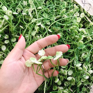 Cỏ điểm  trang trí đủ mẫu 1kg