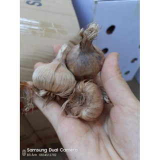 5 củ nghệ Tây 5 màu  củ đẹp [SHOP UY TÍN]