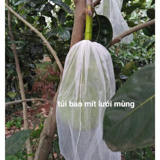 50 túi bao trái mít thái (50x70cm)