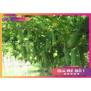 Hạt giống Bí đao lai