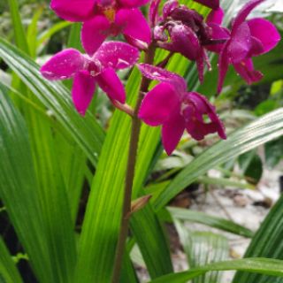 Địa lan chu đỉnh
