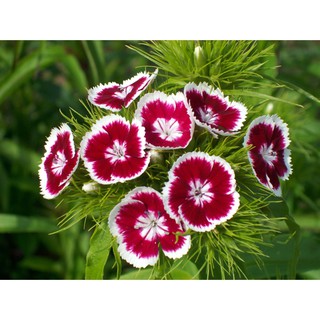 Hạt giống hoa cẩm chướng mix