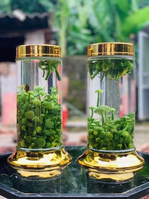 [HÀNG XỊN] Hoa tam thất bao tử loại 1 | BigBuy360 - bigbuy360.vn