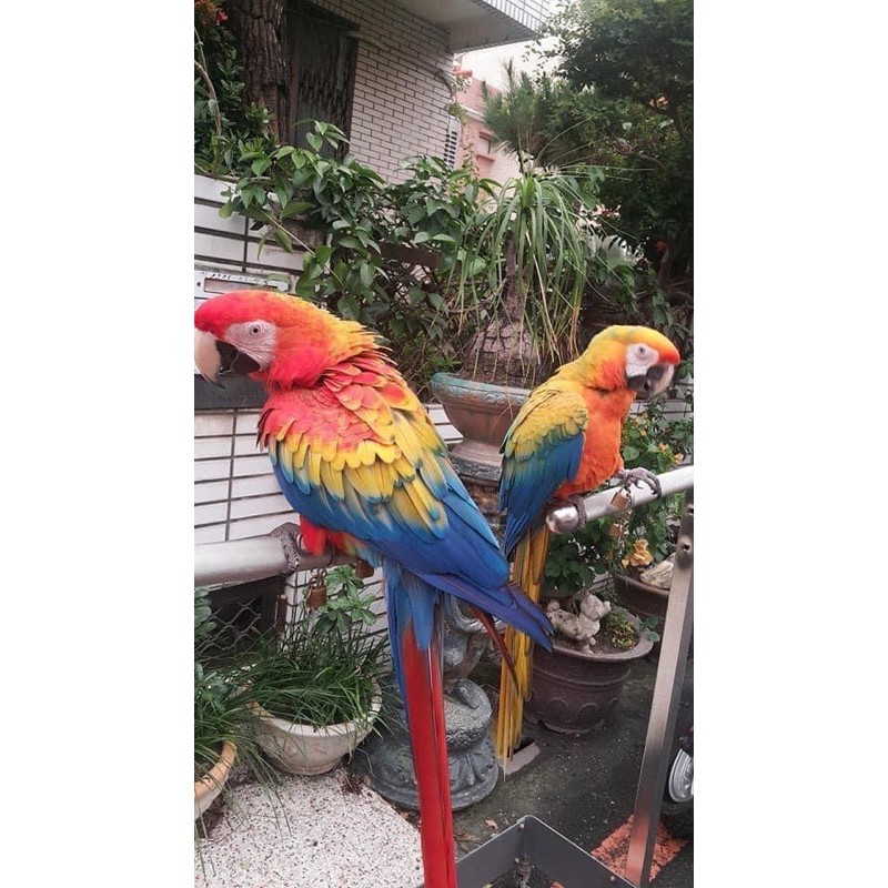 Xích chân và ổ khoá chuyên dụng cho vẹt Macaw và cockatoo