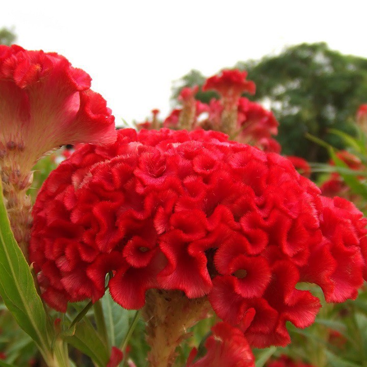 Bán buôn- Hạt giống hoa mào gà búa (celosia) gói 100 hạt xuất xứ Đức hàng đẹp, nhập khẩu.