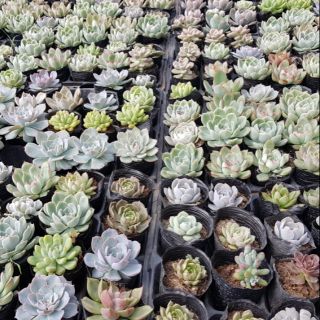 Sen bầu Giá Ưu đãi 15k cho 1000 cây dịp 20/10
