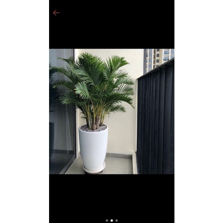 Cây Cau Nhật Vàng chậu to như hình