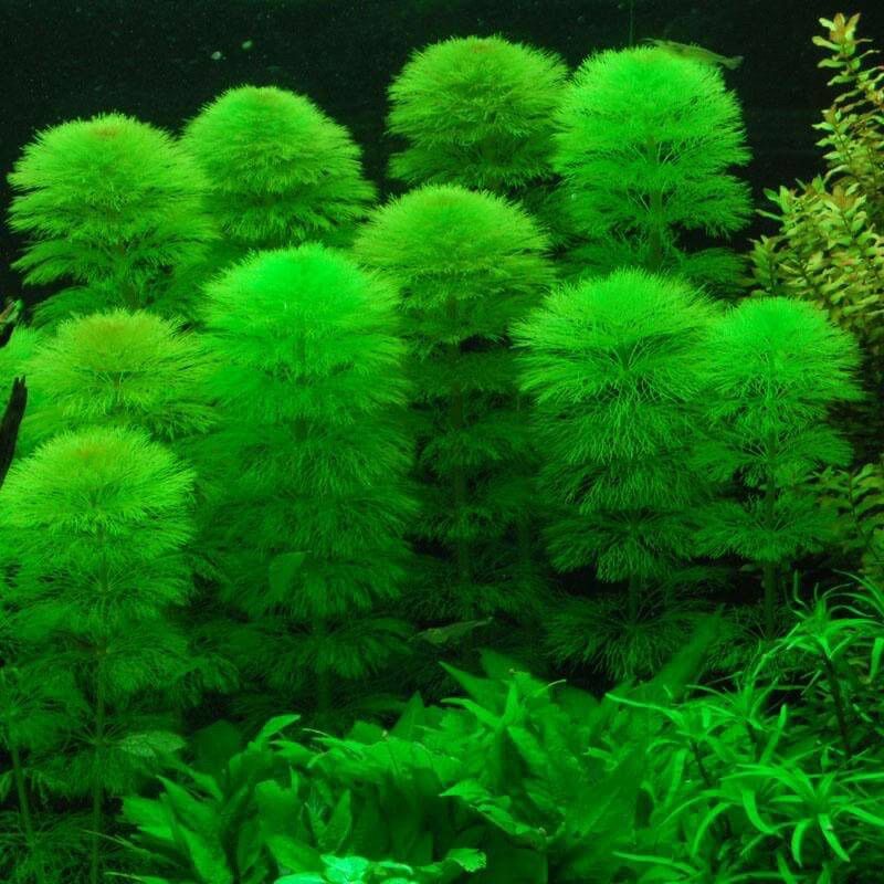 Cây Thủy Sinh cắt cắm không cần CO2, dễ sống