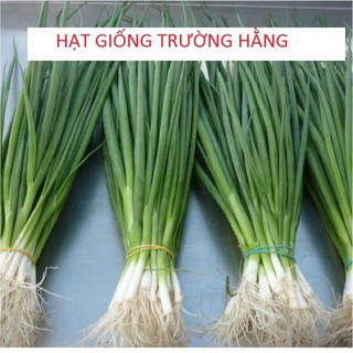 Hạt giống Hành lá 50 hạt