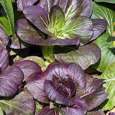 Gói 10 Gram hạt giống cải chíp tím _ Cải thìa tím