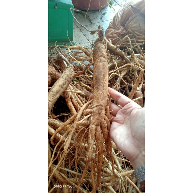Sâm dây Ngọc Linh - Hàng 5 - 6 củ | 1kg