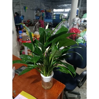 Cây lan ý thủy sinh - cây cao từ 30cm - cây cảnh sa đéc 48h