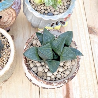 Sen đá Haworthia guốc xanh