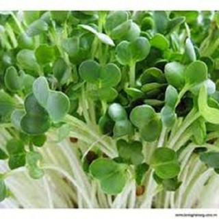 Hạt giống rau mầm | Hạt giống rau cải mầm