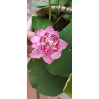 Củ sen mini hồng siêu nụ - Supper mini pink lotus