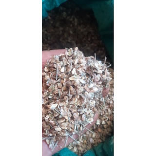 1kg Hạt giống phi lao