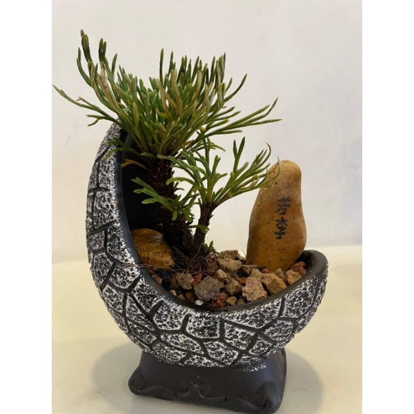 1cây bonsai trường sinh thảo