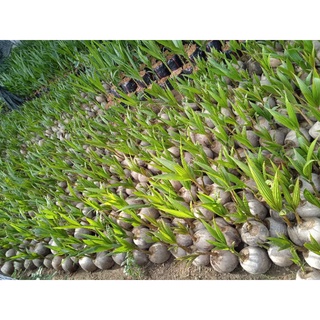 Dừa xiêm xanh lùn