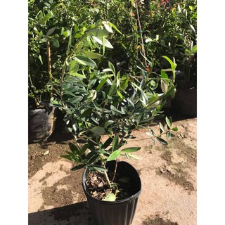 HẠT GIỐNG CÂY OLIU - 3 Hạt/ gói