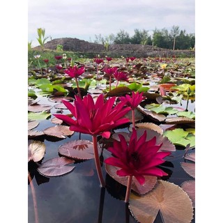 cây giống súng mỹ đỏ cây sẵn nụ