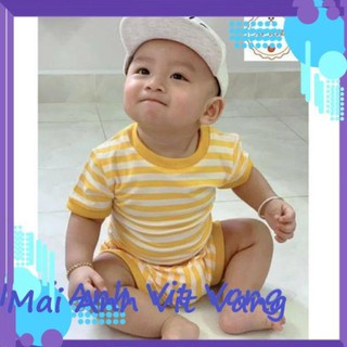Bộ cộc vằn vàng