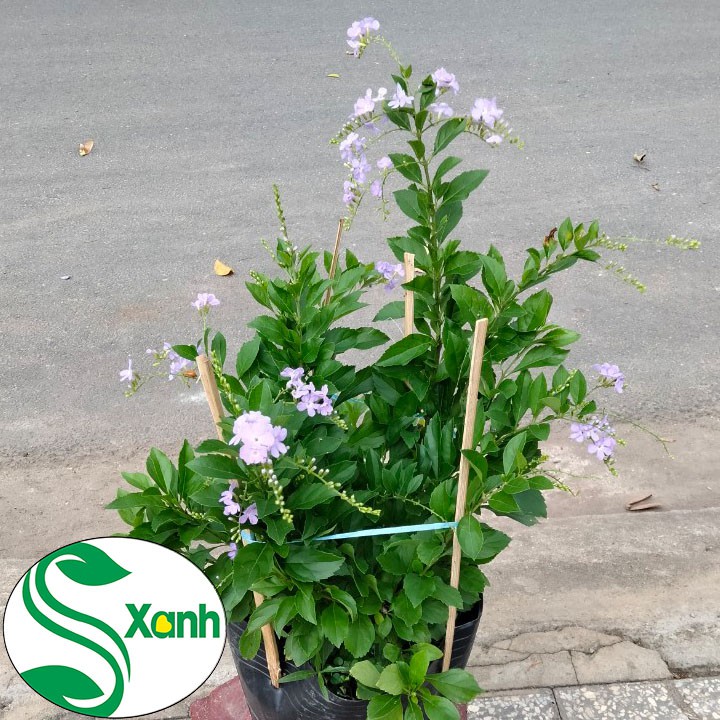 Cây Cảnh Chuỗi Ngọc Hoa Tím
