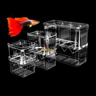 ☘ Box Cá/ Tép Acrylic | Lồng Dưỡng, Cách Ly Cá Tép cảnh