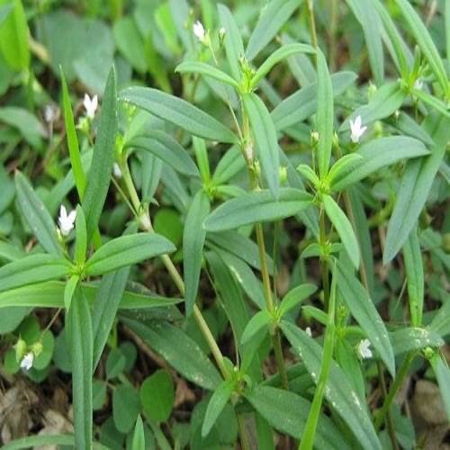 Bạch hoa xà thiệt thảo loại nhất khô, sạch, mới 1KG