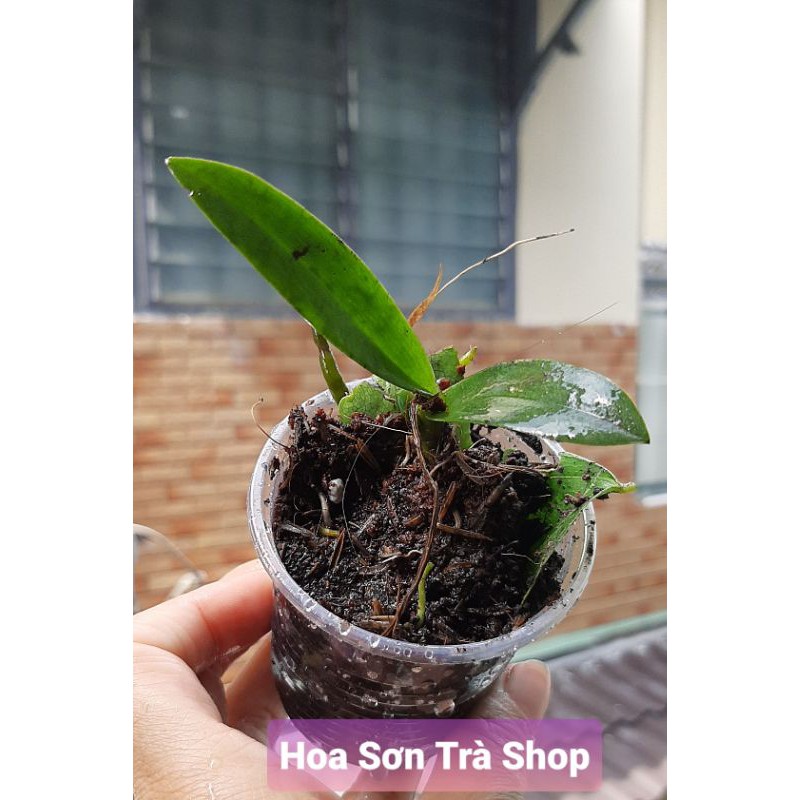 Hoa lan, giá 3k/kei dành TẶNG KHÁCH KHI MUA TRÊN 100K.