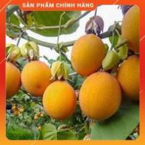 HẠT GIỐNG CHANH LEO COLOMBIA NGỌT GÓI 5 HẠT