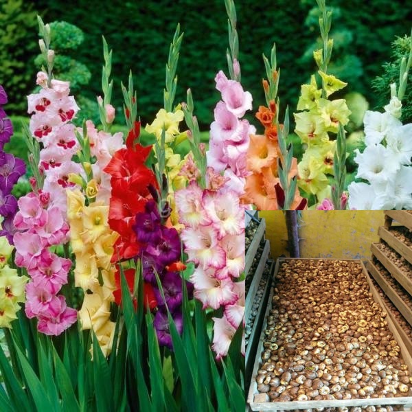 Củ hoa lay ơn trồng chơi hoa dịp tết tỉ lệ sống 100%