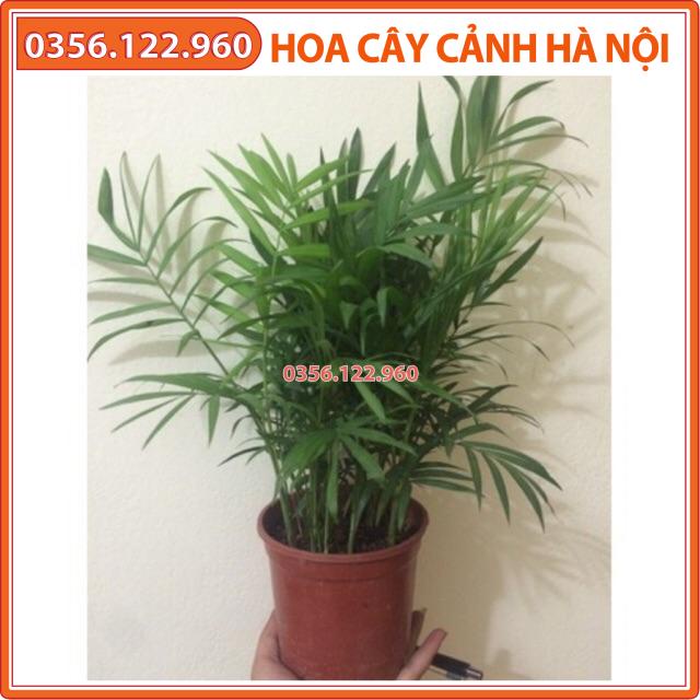 Cây cau tiểu trâm để bàn loại 25cm