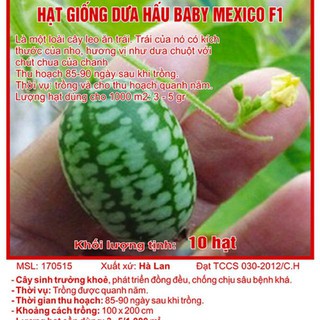 Hạt Giống Dưa Hấu mini Mexico ( Dưa Hấu Tí Hon) [shop uy tín]