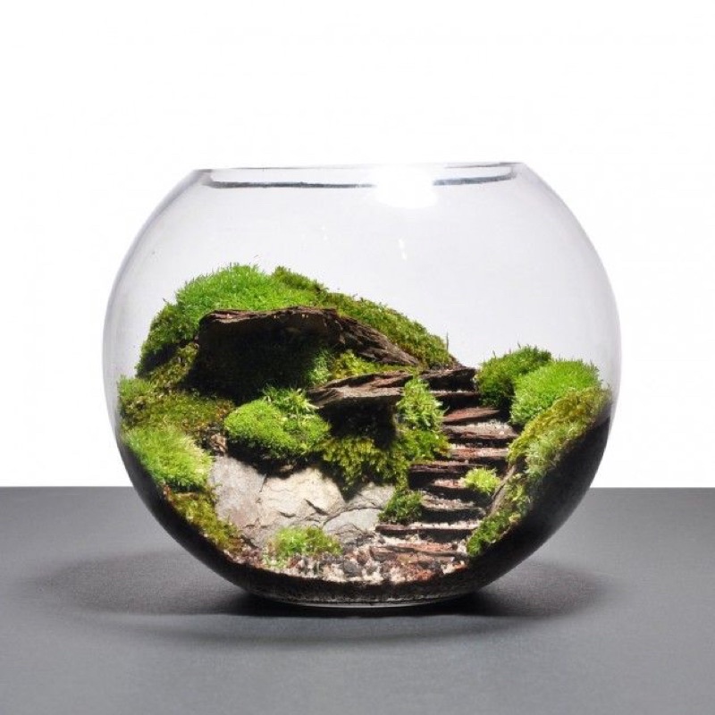 Bể cá mini thủy sinh để bàn, bình thủy tinh trồng cây thủy sinh, terrarium, thủy canh