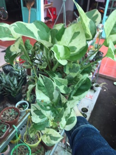TRẦU BÀ CẨM THẠCH