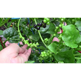 HẠT GIỐNG MỒNG TƠI(CHẤT LƯỢNG-UY TÍN)