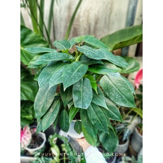 Cây trầu bà tỉ phú