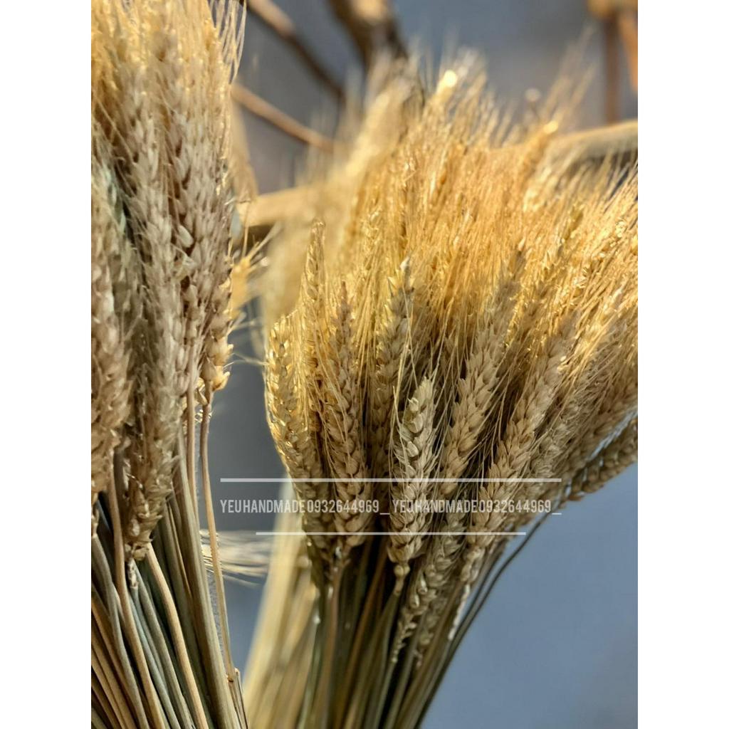 Lúa Indo _ Lúa Mạch Châu Âu Decor