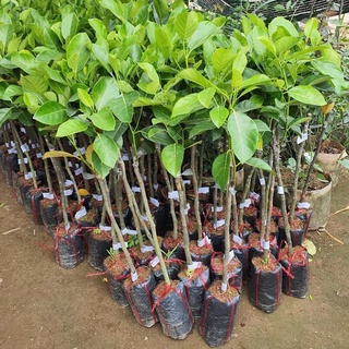 CÂY GIỐNG MÍT DAI TA (Chuẩn giống)
