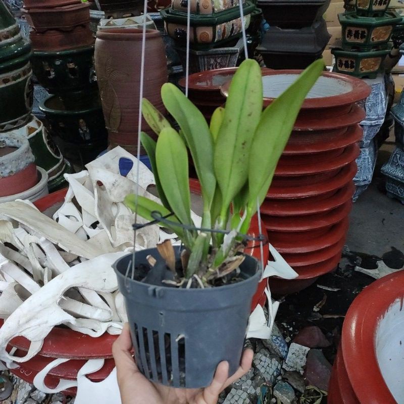 Lan cát, lan cattleya loại mini từ 5 thân trở lên