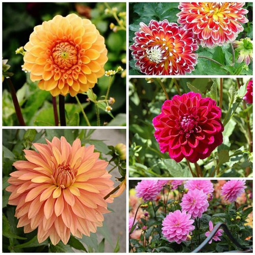 Hạt Giống Hoa Thược Dược Lùn Mix nhiều màu Loại dễ trồng [ gói 100 gram, 200 gram, 500 gram]